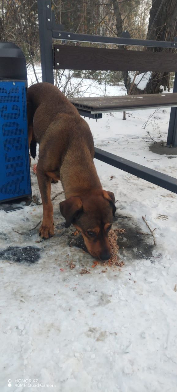 Потерянная собака на московском тракте - Животные в Ангарск